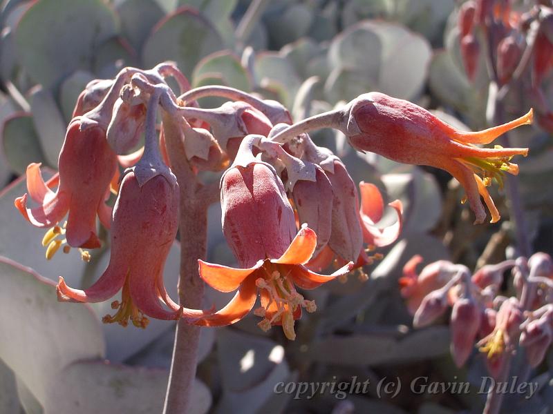 Succulents, Melbourne Botanic Gardens IMGP1006.JPG